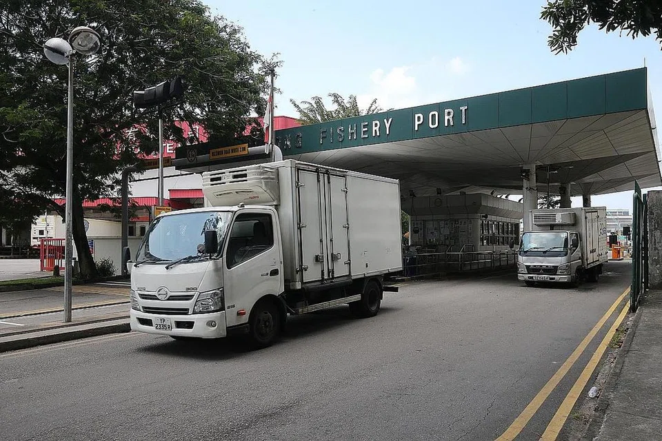 CETUS KEPRIHATINAN: MOH juga mendapati lebih banyak kes jangkitan Covid-19 melibatkan penjual ikan yang berkemungkinan terjangkit daripada kunjungan mereka ke Pelabuhan Perikanan Jurong. - Foto ZAOBAO