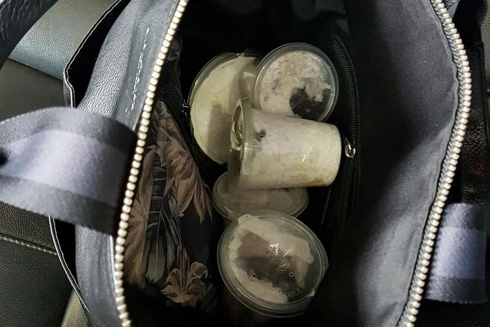 DILARANG: Sebanyak enam ekor labah-labah tarantula ditemui disimpan dalam bekas, dalam sebuah beg, apabila seorang pegawai ICA menjalankan pemeriksaan ke atas Tam Jiaming di pusat pemeriksaan Tuas.