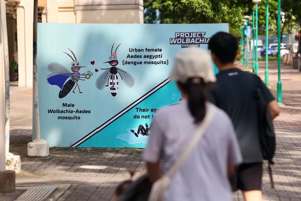 Project Wolbachia akan meliputi 580,000 hingga 660,000 isi rumah di Marsiling, Woodlands, Bedok dan Kaki Bukit-Kembangan mulai 16 Disember.