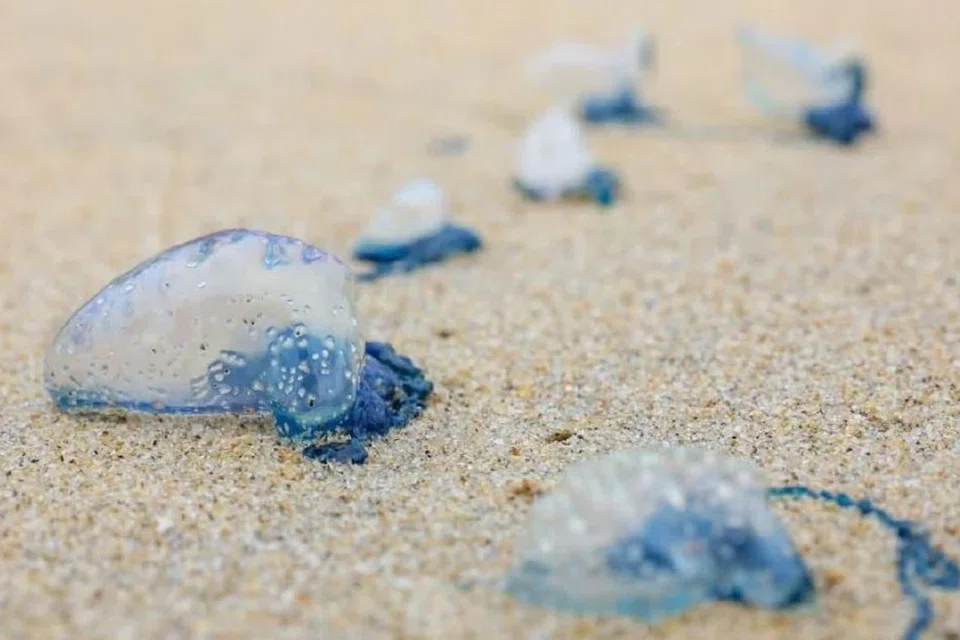 Obor-obor yang ditemui terdampar di tiga pantai di Pahang, sejak 13 Januari lalu.
