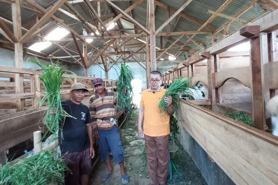 Ustaz Ahmad Husayni (kanan) merupakan penternak yang bekerjasama dengan Madrasah Al-Ma’arif Al-Islamiah, bersama dua pekerjanya di kandang kambing di Bandung,Indonesia, pada tahun 2023.