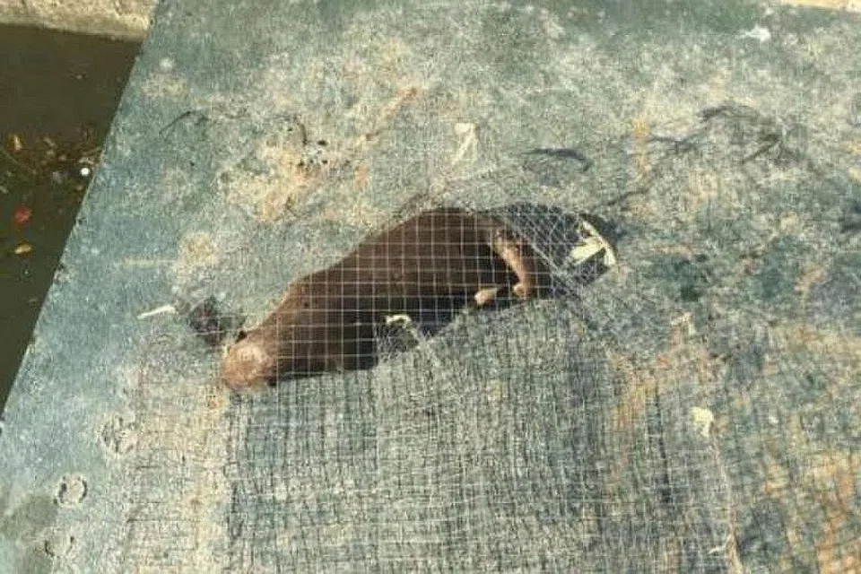 TERPERANGKAP: Seekor memerang didapati mati terperangkap dalam sangkar di Marina Promenade Rabu lalu. - Foto PUB