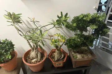 pokok hiasan, yishun, kes curi