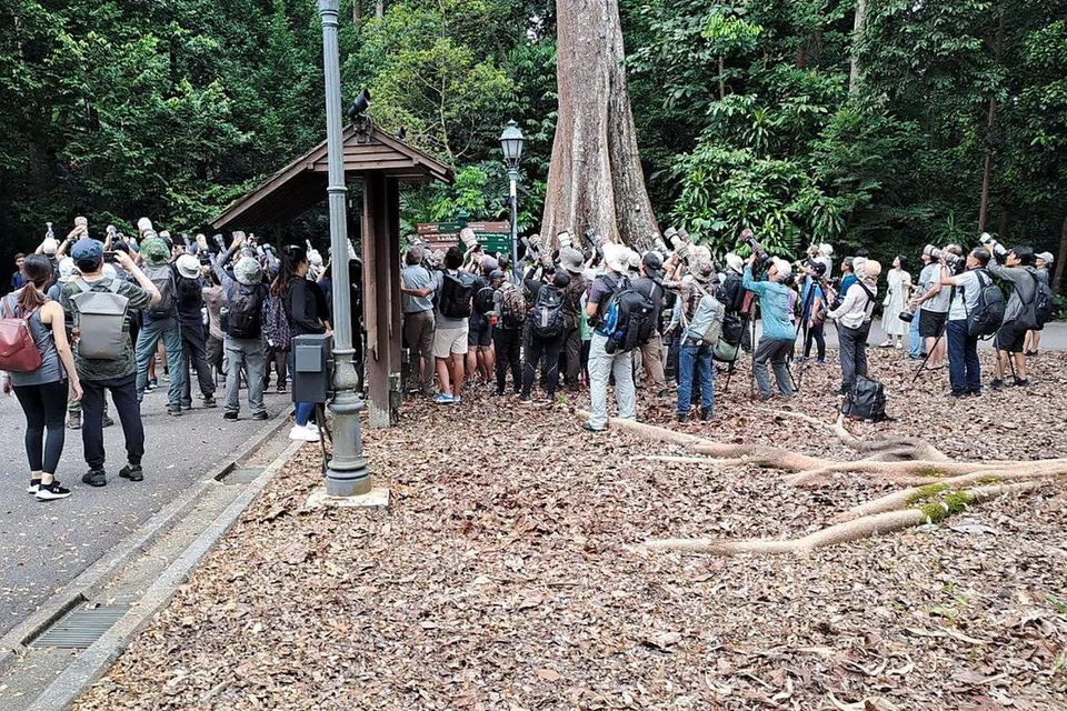 TIDAK MAHU LEPAS PELUANG: Para peminat berpusu-pusu untuk mengambil gambar burung belatuk yang jarang dilihat di sini tapi dikesan di Kebun Bunga Singapura pada Ahad. - Foto-foto ETHAN TEO