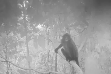 Lotong berbulu hitam dan jalur putih dirakam pada 16 Oktober 2023 oleh perangkap kamera yang dipasang 10 meter di atas tanah pada pokok 