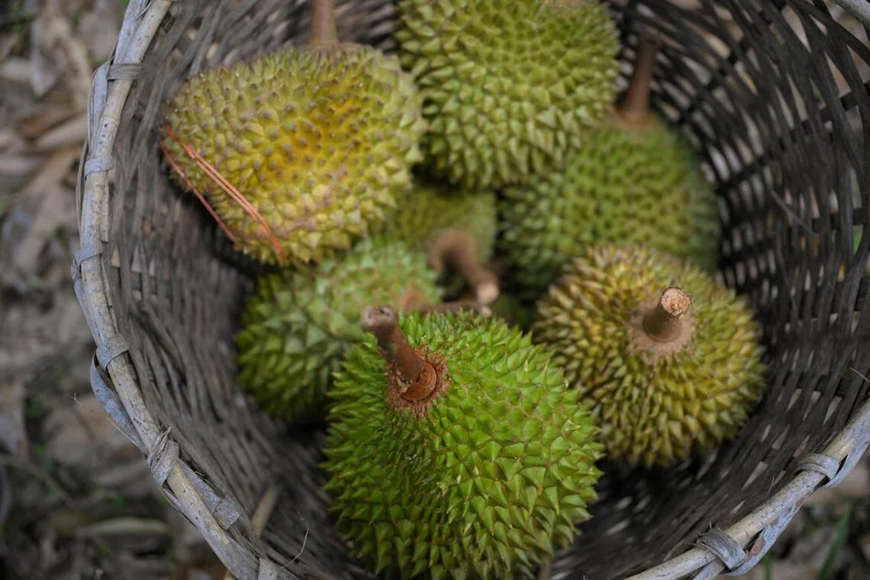 Jerman, durian, gas smell, fireman called