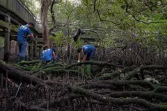 BAKAU TERANCAM: Paras laut yang meningkat turut menjejas habitat bakau dan rumput laut yang berisiko tenggelam. Sekiranya ini berlaku, ia boleh menjejas keupayaan habitat semula jadi ini untuk "mengurangkan dan membuat penyesuaian dengan perubahan iklim". - Foto BH oleh MARK CHEONG