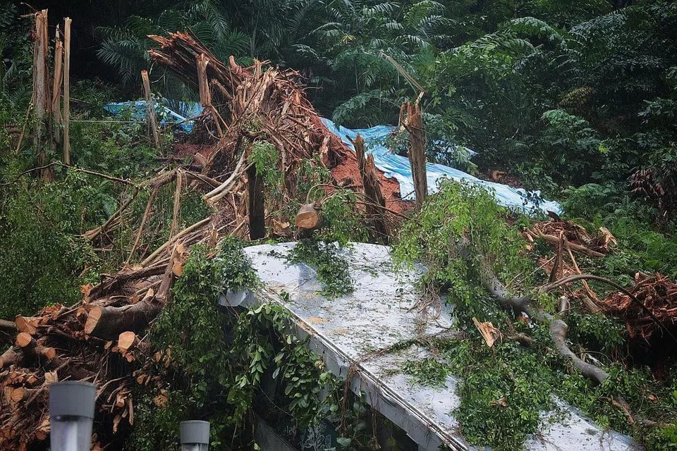 ANGKARA ANGIN KENCANG: Pokok tumbang di Fort Canning dan beberapa pekerja dilihat memotong dahannya untuk membersihkan kawasan itu. - Foto BH oleh JASON QUAH 