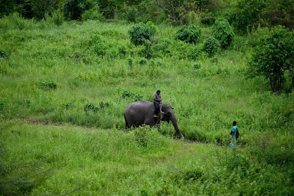 Seorang penjaga gajah menunggang seekor gajah Sumatera di Unit Tindak Balas Pemuliharaan di Bener Meriah, kawasan tanah tinggi Aceh, pada 18 Julai. Kebakaran hutan yang semakin meluas di Sumatera dilaporkan menjejaskan kira-kira 560,758 hektar habitat gajah, meningkatkan ancaman terhadap spesies terancam kritikal itu yang dianggarkan hanya berbaki antara 1,320 dengan 1,635 ekor di habitat liar.