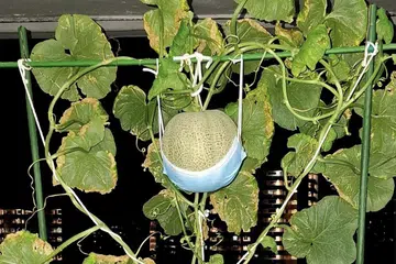 ‘Tukang kebun bandar’, Encik Muhd Irwanshah berjaya membuahkan tembikai batu di koridor rumah HDBnya. Beliau memberikan tumpuan kepada apa yang diperlukan untuk tumbuhkan buah ini secara terbaik seperti jenis baja untuk digunakan dan bila untuk berhenti menyiram air untuk menjadikan buahnya lagi manis. 