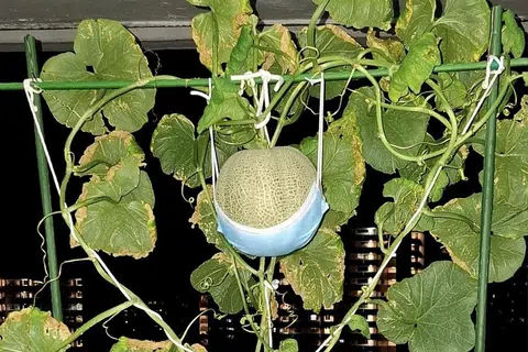 ‘Tukang kebun bandar’, Encik Muhd Irwanshah berjaya membuahkan tembikai batu di koridor rumah HDBnya. Beliau memberikan tumpuan kepada apa yang diperlukan untuk tumbuhkan buah ini secara terbaik seperti jenis baja untuk digunakan dan bila untuk berhenti menyiram air untuk menjadikan buahnya lagi manis. 