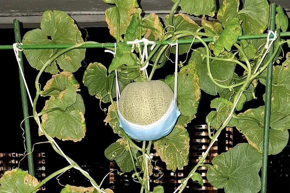 ‘Tukang kebun bandar’, Encik Muhd Irwanshah berjaya membuahkan tembikai batu di koridor rumah HDBnya. Beliau memberikan tumpuan kepada apa yang diperlukan untuk tumbuhkan buah ini secara terbaik seperti jenis baja untuk digunakan dan bila untuk berhenti menyiram air untuk menjadikan buahnya lagi manis. 