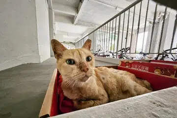 Pemilik kucing diberi tempoh dua tahun bermula 1 September 2024 untuk memasang cip mikro dan mendaftarkan haiwan peliharaan mereka di bawah Rangka Kerja Pengurusan Kucing.