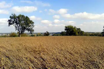 DIIKTIRAF SEBAGAI BANDAR KESUSASTERAAN: Suasana yang damai seperti pemandangan ladang di Iowa, bersulam dengan acara sastera yang rancak menyubur segar jiwa penulis. - Foto-foto AMANAH MUSTAFI