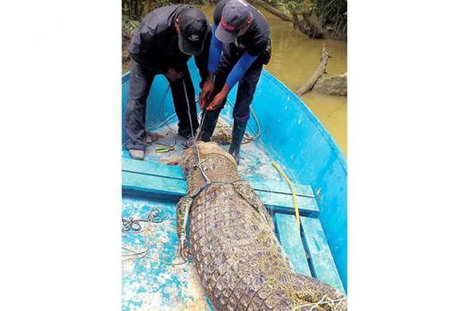 BERJAYA DITANGKAP: Buaya yang menyerang nelayan baru-baru ini di Sungai Reban, Batang Samarahan, Sarawak, telah berjaya ditangkap. - Foto UTUSAN MALAYSIA