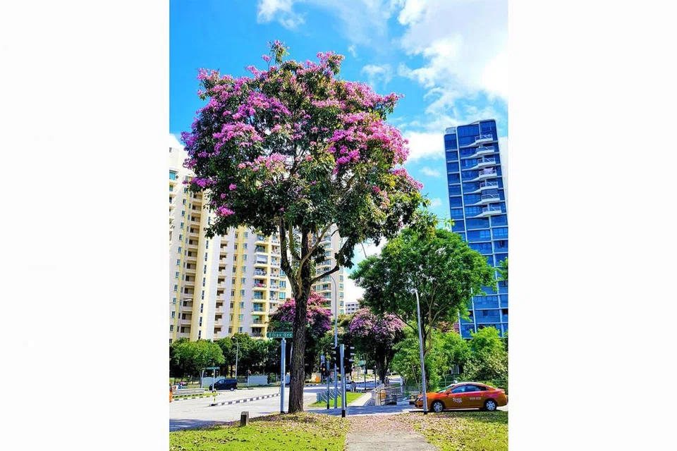 (Atas) Antara pokok yang menghiasai sekitaran Singapura. - Foto fail