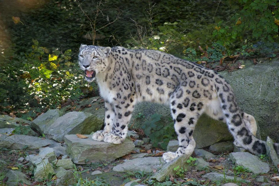 Harimau bintang salji.