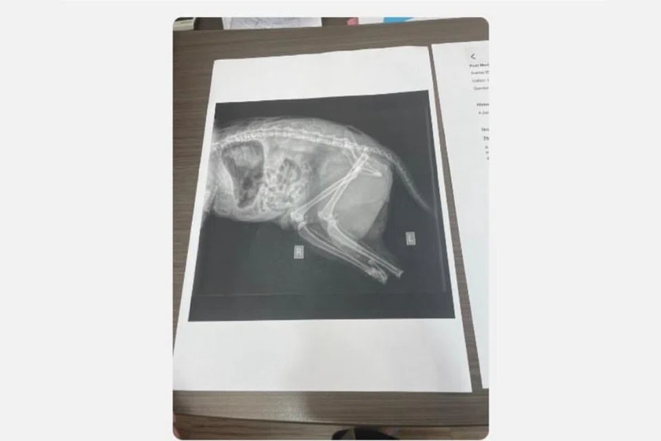 Laporan bedah siasat terhadap kucing bernama ‘Lily’ didakwa terdapat kesan potongan sempurna pada kaki haiwan berkenaan dipercayai angkara manusia kejam yang perlu siasatan rapi segera dijalankan. 