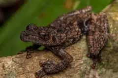 Katak jenis ‘thorny bush’ (Theloderma horridum) merupakan antara spesies katak yang terancam pupus di Singapura.