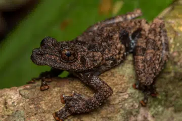 Katak jenis ‘thorny bush’ (Theloderma horridum) merupakan antara spesies katak yang terancam pupus di Singapura.