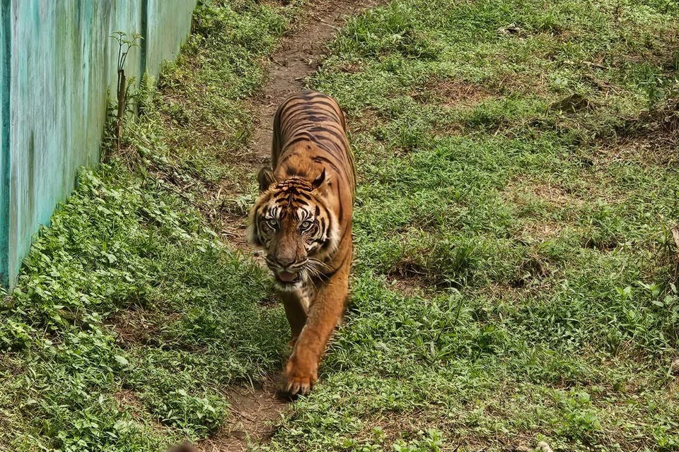 TIDAK DIJAGA DENGAN BAIK: Foto yang dirakam oleh  Persatuan Zoo dan Akuarium Indonesia (IZAA) di Zoo Medan menunjukkan harimau yang kurus dengan bulu yang tidak terurus dalam kandang yang kotor.
