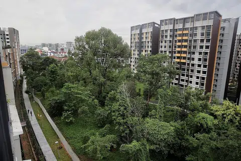 HAIWAN DILINDUNGI: HDB bekerjasama dengan NParks bagi mengekalkan anak bukit di Bidadari ini bagi burung hijrahan. - Foto HDB