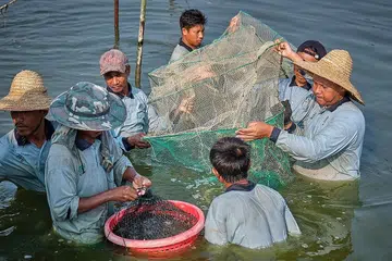 PROSES MANUAL: Proses menuai udang memerlukan seramai 10 orang, melibatkan petani yang akan memasuki kolam untuk mengumpul udang dalam bakul sebelum mengalihkannya ke dalam trak. - Foto-foto BH oleh SHAFIQ APANDI 