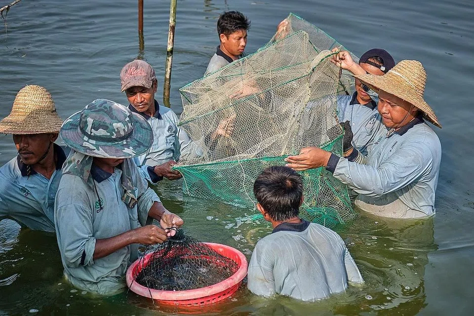PROSES MANUAL: Proses menuai udang memerlukan seramai 10 orang, melibatkan petani yang akan memasuki kolam untuk mengumpul udang dalam bakul sebelum mengalihkannya ke dalam trak. - Foto-foto BH oleh SHAFIQ APANDI 