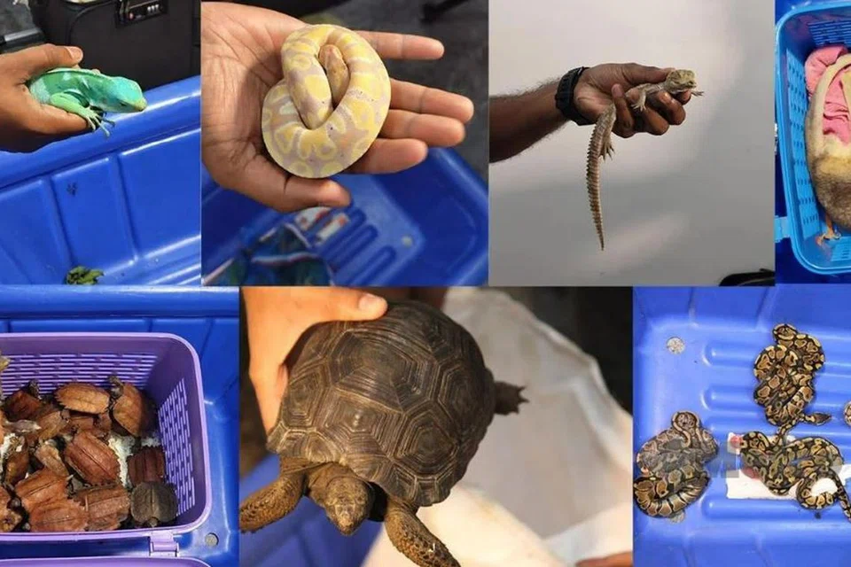 Kira-kira 20 pegawai Jabatan Perlindungan Hidupan Liar dan Taman Negara (Perhilitan) Semenanjung Malaysia ditempatkan di Lapangan Terbang Antarabangsa Kuala Lumpur (KLIA) bagi menyekat sebarang cubaan menyeludup haiwan liar eksotik ke negara itu.