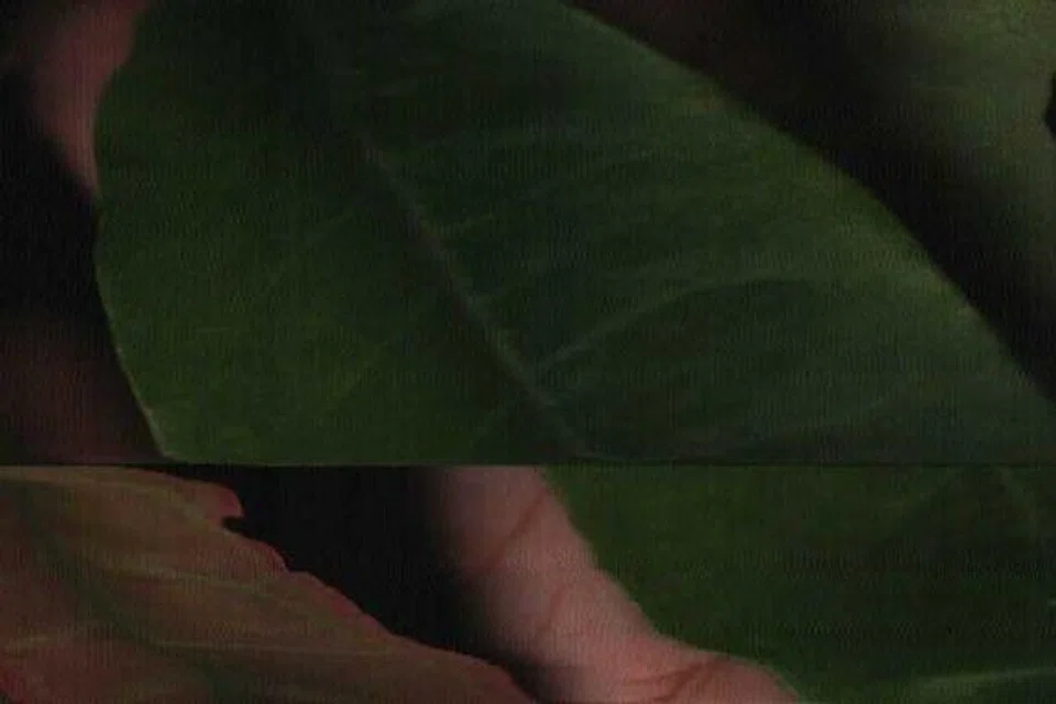 Dedaun pada sebatang pohon.