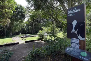 DILUASKAN: Jejak Wallace di Taman Semula Jadi Dairy Farm telah diperpanjang dari 1km menjadi 2.2km. Ia kini menuju ke stesen MRT Hillview dan merangkumi dek baru yang memberikan pemandangan hutan kepada pengunjung. - Foto fail