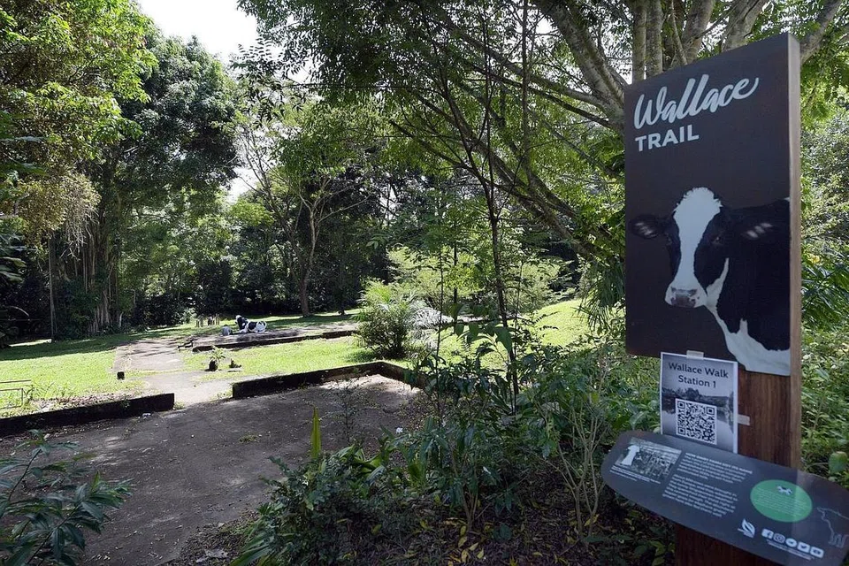 DILUASKAN: Jejak Wallace di Taman Semula Jadi Dairy Farm telah diperpanjang dari 1km menjadi 2.2km. Ia kini menuju ke stesen MRT Hillview dan merangkumi dek baru yang memberikan pemandangan hutan kepada pengunjung. - Foto fail