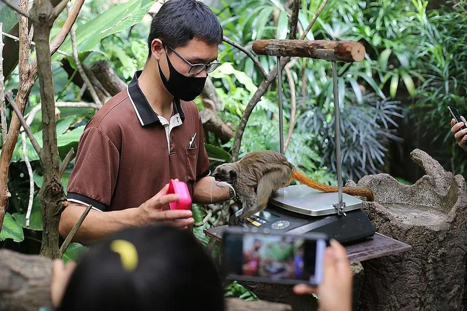 Hello From the Wild Side. - Foto WILDLIFE RESERVE SINGAPORE
