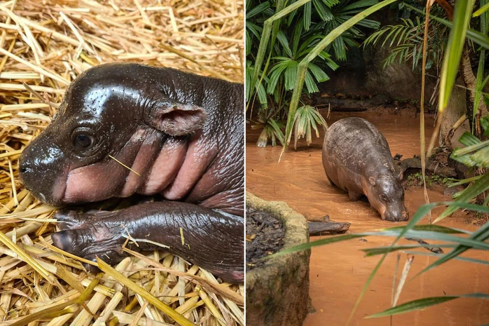 Miata, si badak air kerdil, suka berlari sekeliling kawasan pamerannya di Taman Haiwan Singapura apabila hujan.