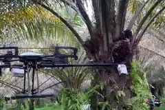 Syarikat Malaysia Kambyan Network telah membangunkan dron yang boleh memotong buah kelapa sawit dari pokoknya.