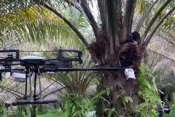 Syarikat Malaysia Kambyan Network telah membangunkan dron yang boleh memotong buah kelapa sawit dari pokoknya.