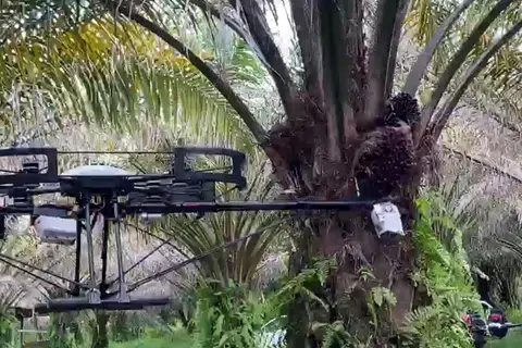 Syarikat Malaysia Kambyan Network telah membangunkan dron yang boleh memotong buah kelapa sawit dari pokoknya.