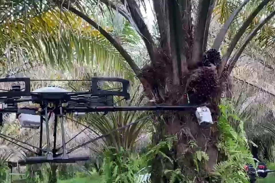Syarikat Malaysia Kambyan Network telah membangunkan dron yang boleh memotong buah kelapa sawit dari pokoknya.