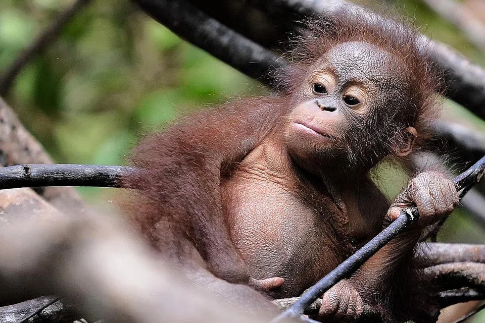 SELAMAT: Foto fail yang dipetik pada Ogos 2016 ini menunjukkan seekor anak orang hutan yatim bermain di sebatang pokok di 'sekolah hutan' di Pusat Penyelamatan Haiwan Antarabangsa di Ketapang, Kalimantan Barat. - Foto AFP