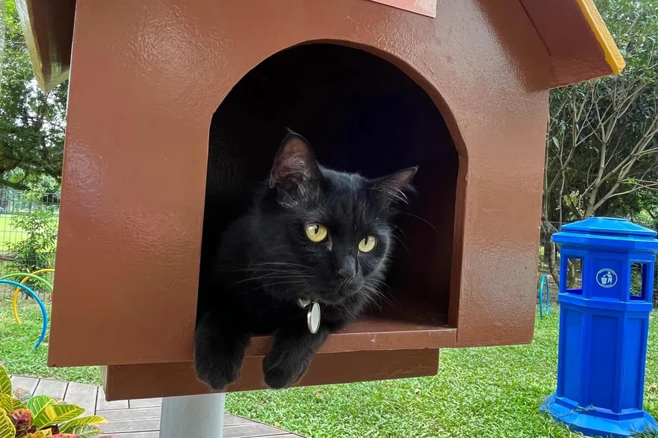 Rumah kucing atau Cat House menjadi pilihan untuk kucing yang dibawa ke Catopia bagi melakukan aktiviti memanjat dan berteduh.