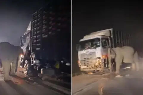 Sebuah video yang tersebar dalam talian menunjukkan ibu gajah menyondol sisi lori, seolah-olah hendak membebaskan anaknya yang terbujur kaku di bawah lori.