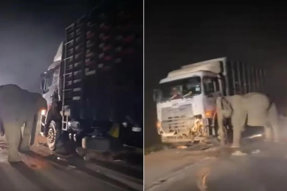 Sebuah video yang tersebar dalam talian menunjukkan ibu gajah menyondol sisi lori, seolah-olah hendak membebaskan anaknya yang terbujur kaku di bawah lori.