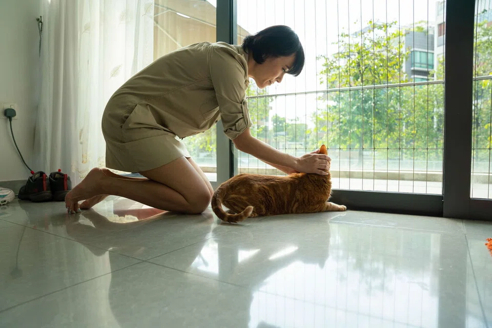 anjing, kucing, terjatuhm Nparks