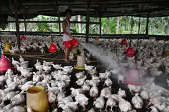 Bekalan ayam semakin stabil: Malaysia mengumumkan langkah menarik balik larangan eksport ayam mulai 1 Julai.  - Foto The Straits Times