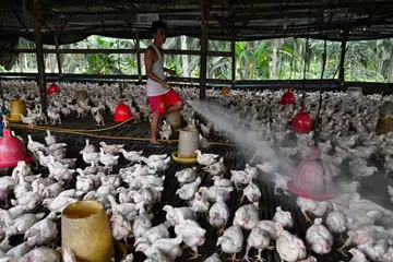 Bekalan ayam semakin stabil: Malaysia mengumumkan langkah menarik balik larangan eksport ayam mulai 1 Julai.  - Foto The Straits Times