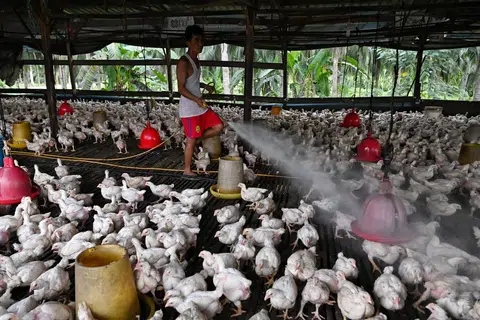 Bekalan ayam semakin stabil: Malaysia mengumumkan langkah menarik balik larangan eksport ayam mulai 1 Julai.  - Foto The Straits Times