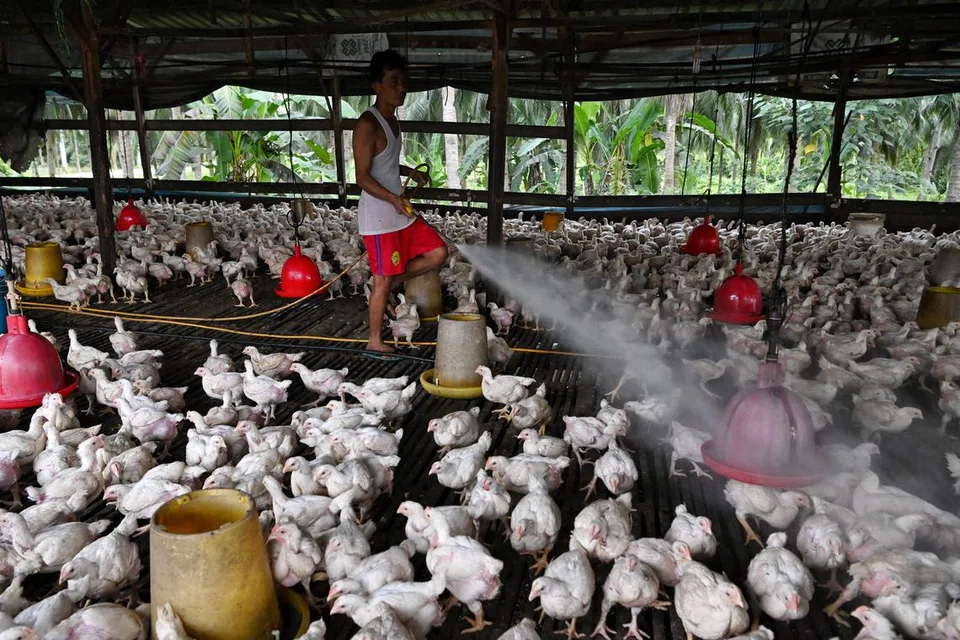 Bekalan ayam semakin stabil: Malaysia mengumumkan langkah menarik balik larangan eksport ayam mulai 1 Julai.  - Foto The Straits Times