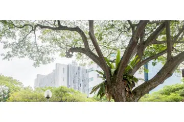 Cerita sebatang pokok