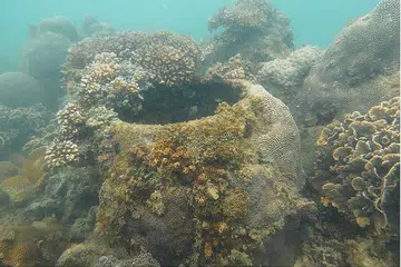 MEMELIHARA SEKITARAN MARIN: Antara usaha yang telah dilakukan termasuk peningkatan kepada terumbu kaca gentian di Pulau Satumu. - Foto NPARKS 