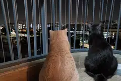 anjing, kucing, terjatuhm Nparks